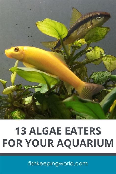 algae fish|Complete Guide to Aquarium Algae: Types and Top Algae Eaters.